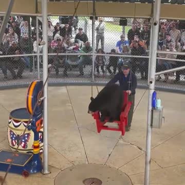 Bear gets pushed in a Swing! So cute!