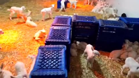 Goat Farmhouse ، goats , funny goats , animals , pet animals