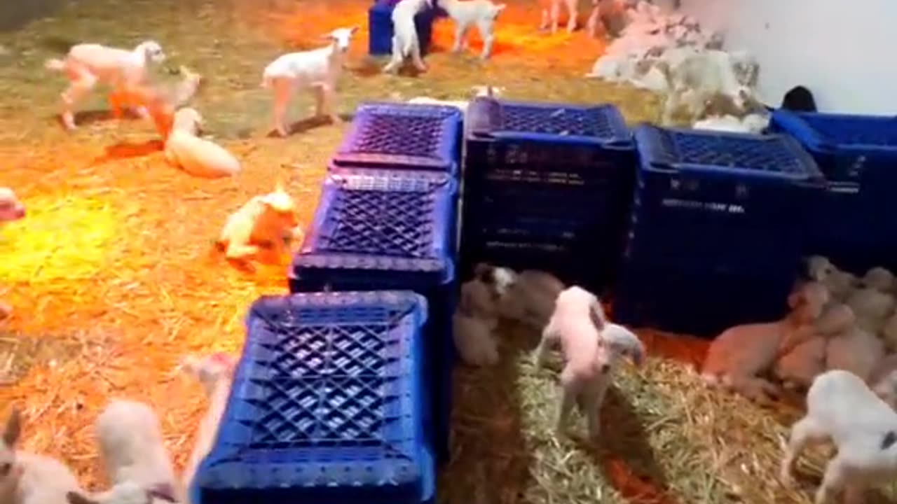 Goat Farmhouse ، goats , funny goats , animals , pet animals