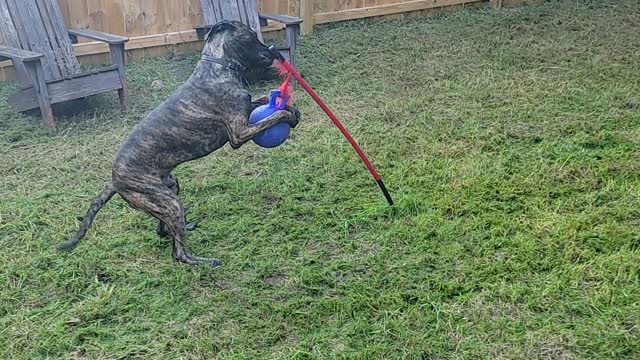 Zeke playing with a Tether Tug