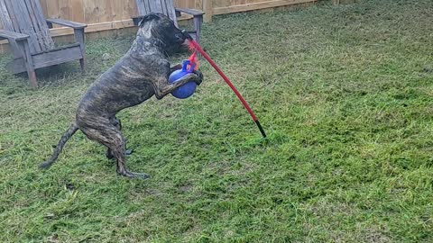 Zeke playing with a Tether Tug