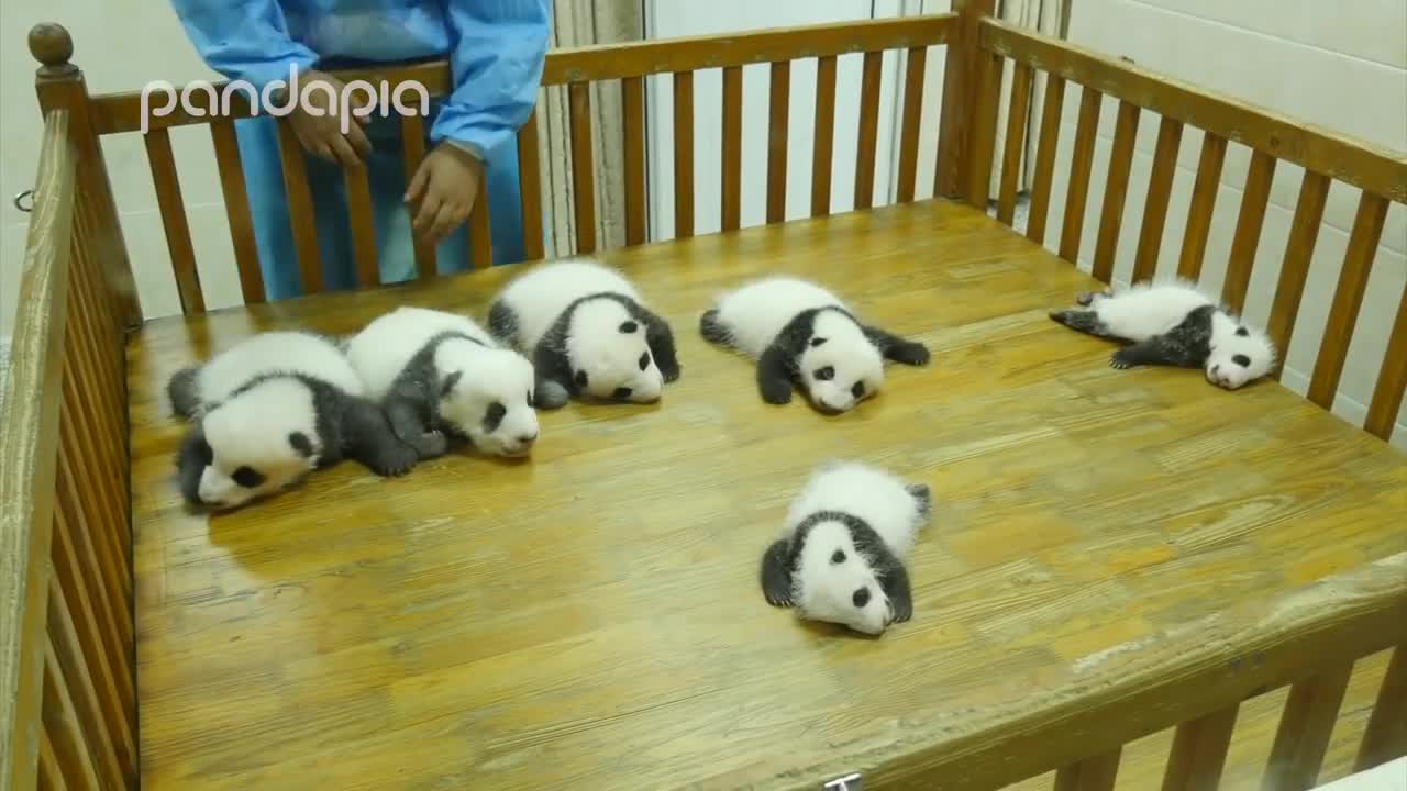 Baby panda party