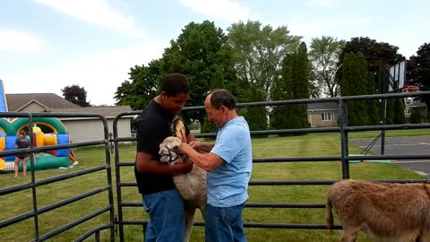 May Belle Does Not Like Halters!!