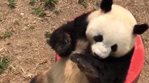 Gas tank giant panda Meng