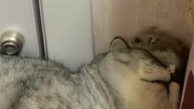 Quieren segunda parte