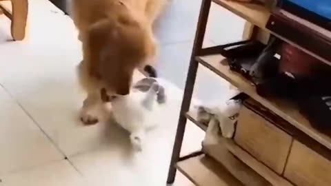 Unlikely Friendship Astonishing cat and dog duo