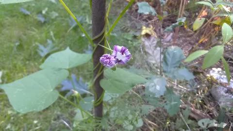 Morning Glories