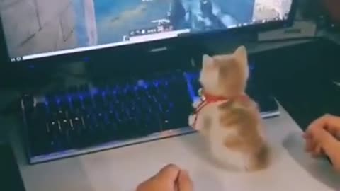 😂Cats Playing Pubg | Cute and Funny Cats Videos Compilation 🐯🤓💩