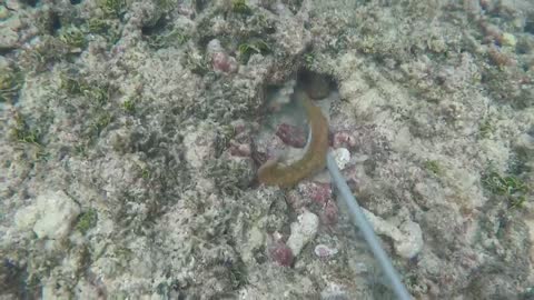 Hunting octopus