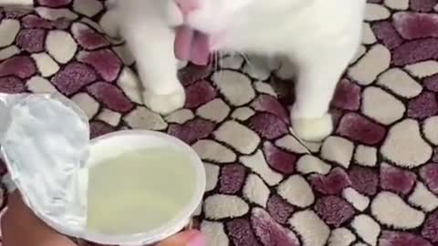 Little Cute Cat