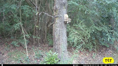 Trail Camera Tails 3-Snake!