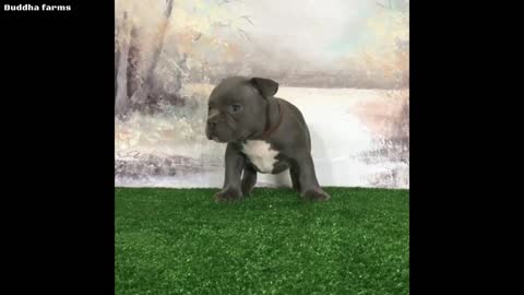 Free Free Adoption American bully for free adoption🔥🔥