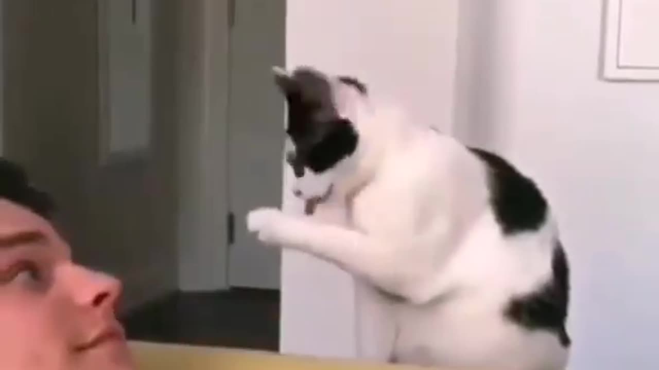 Funny cats