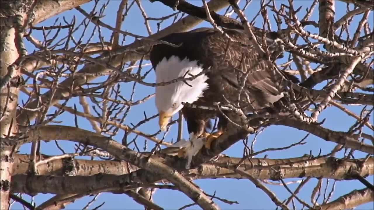 All About Bald Eagles for Kids: Animal Videos for Children - FreeSchool