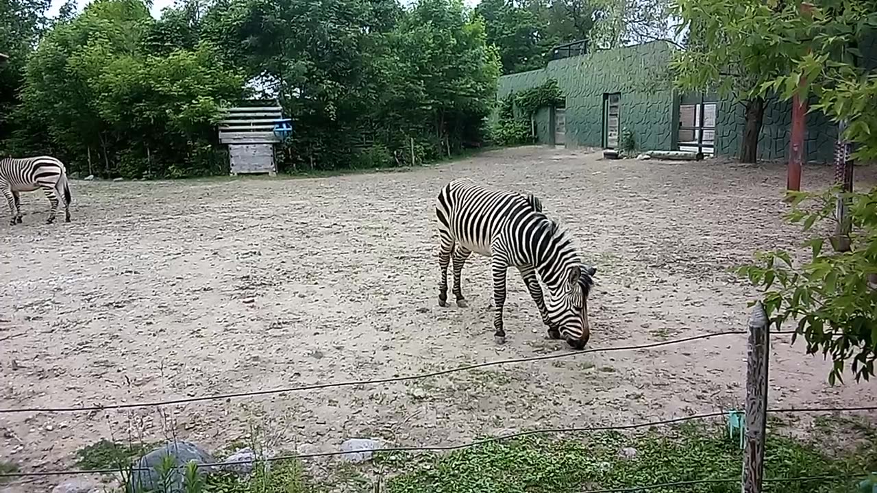 RACINE ZOO 6.8.24 VIDEO6
