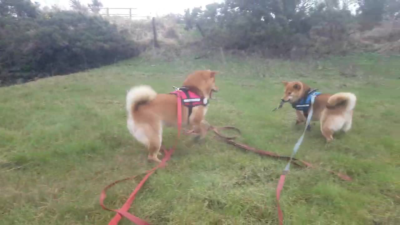 Shiba Inu sisters