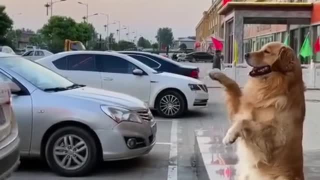 A dog that knows how to command