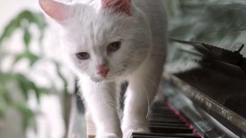 Adorable Feline Frenzy! Cute Cats Exploring, Playing, and Melting Hearts