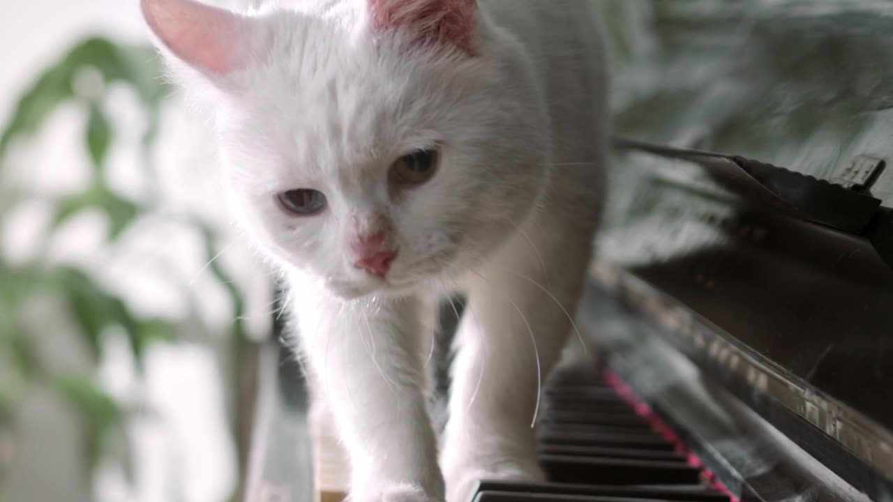 Adorable Feline Frenzy! Cute Cats Exploring, Playing, and Melting Hearts