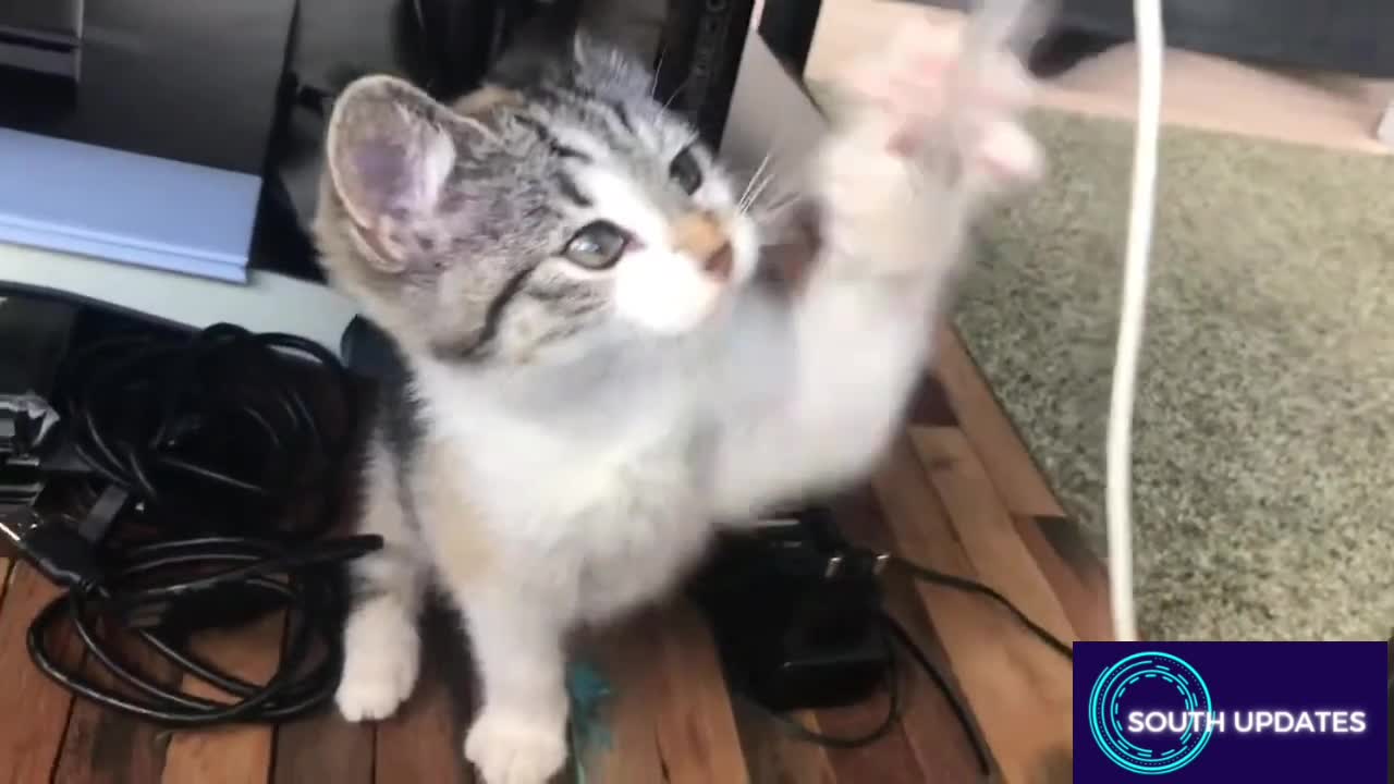 Cat's funny play