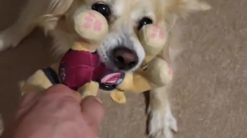 How my dog reacts when I try to take her toy