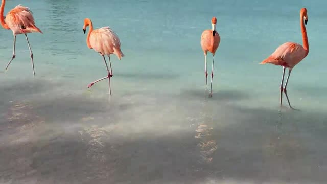 Flamingo beach at Renaissance private island in Aruba