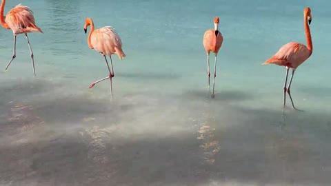 Flamingo beach at Renaissance private island in Aruba