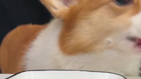 Pet Debut Plan Advanced Guide to Raising Pets Animal Moments