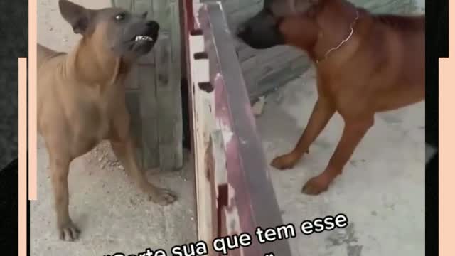 😂🙈🐶 Dogs trying to fight - very funny 🐶🙈😂