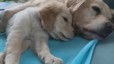 Sweet Dog Cuddles With Baby Sister on the Couch