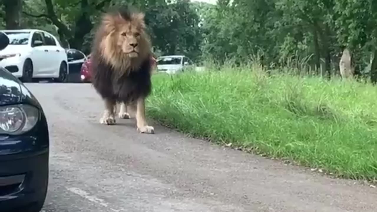 Animald videos|| Cute lion 🦁🦁 videos || Lion walking style