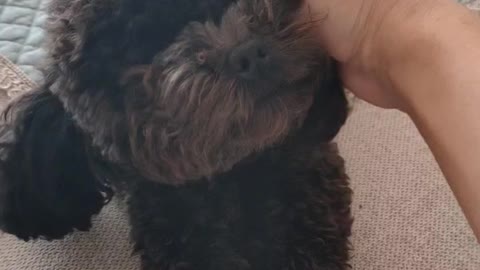 puppy