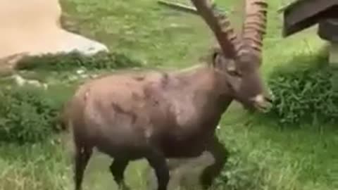 Funny Animal