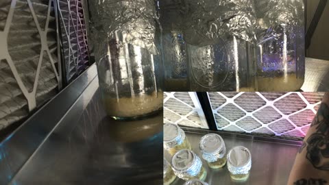 Cordycep Video 2 AMSR Inoculating Substrate