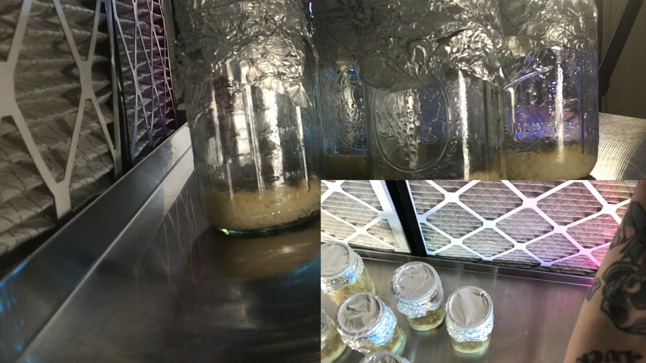 Cordycep Video 2 AMSR Inoculating Substrate