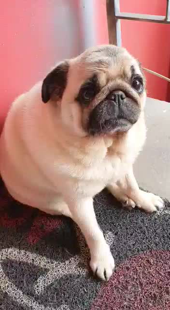 Pug Funny.