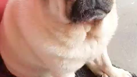 Pug Funny.