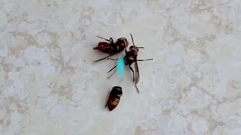 Look at these flies!