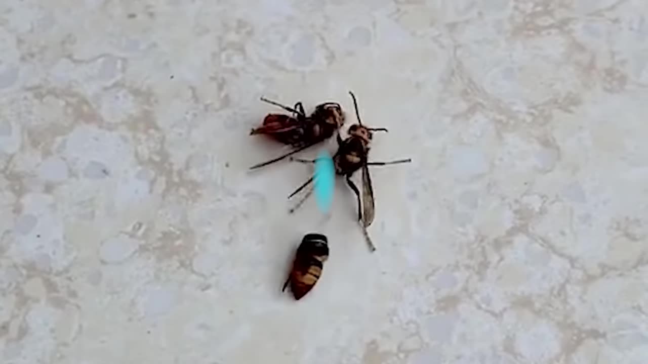 Look at these flies!