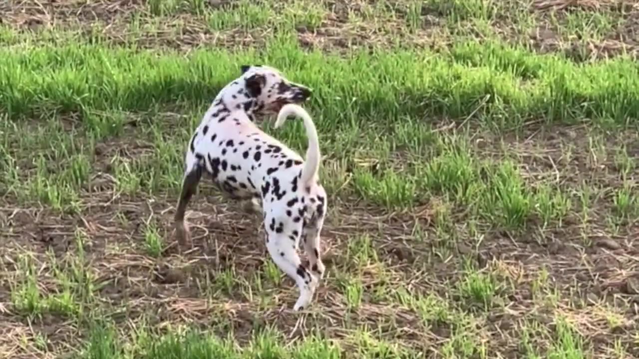 LABRADOR vs DALMATIAN DOG #labradorretriever #dalmatiner