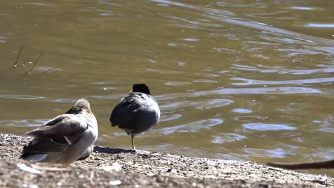 CatTV: Ducks on shore