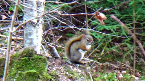 Red Squirrel