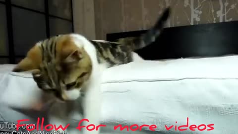 the-best-funny-playing-cats-and-dancing-kittens-compilation