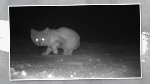 This Cat Doesn’t Smell, Never Drinks, and Its Paws Don’t Leave Prints10