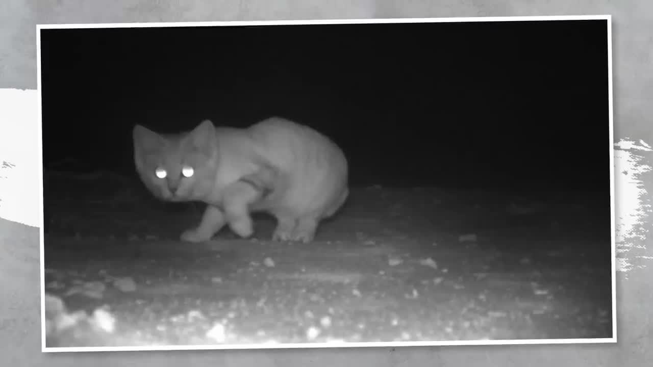 This Cat Doesn’t Smell, Never Drinks, and Its Paws Don’t Leave Prints10