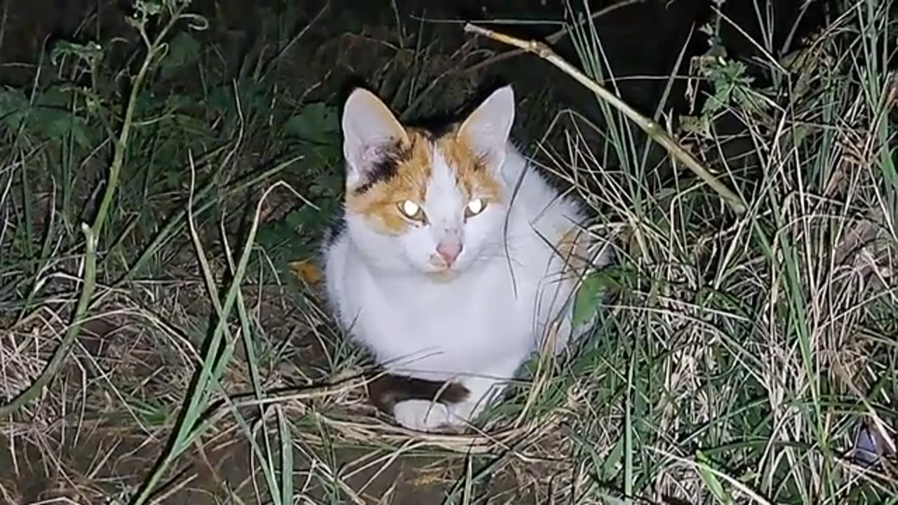 A cute street cat came to visit at night. I gave food to a cute cat.