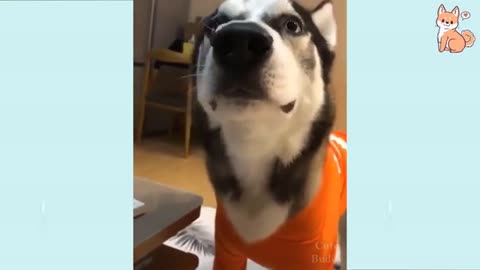 Canine Calamity: A Compilation of Hilarious Dog Moments