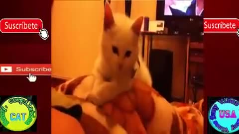 Funny cats🤣🤣😂🤣
