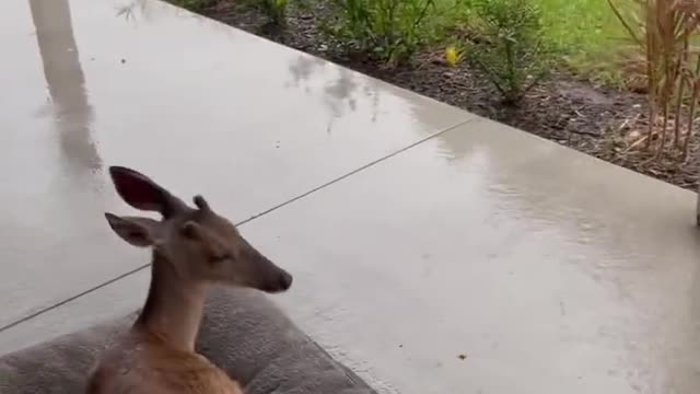 cute deer hid from the storm