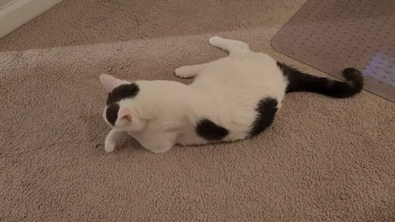 Cat Gives Himself a Bath